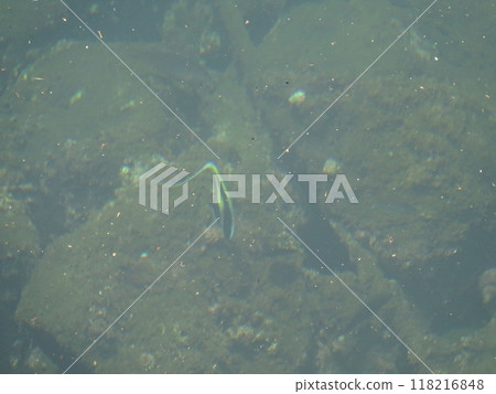 清澈的海水和魚 清澈的海水和魚 118216848