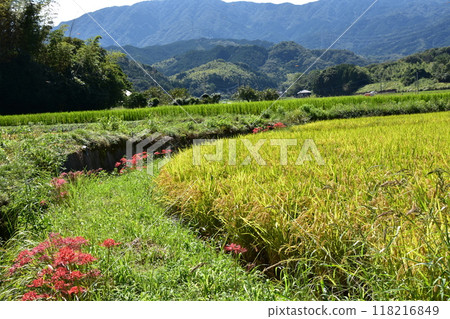 在稻田的稻田中開花的群集孤挺花 118216849