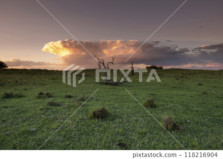 Argentine countryside landscape, La Pampa province, Patagonia, Argentina. 118216904