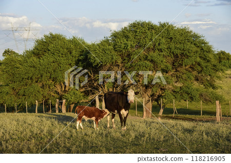 Cattle raising  with natural pastures in Pampas countryside, La Pampa Province,Patagonia, Argentina. 118216905
