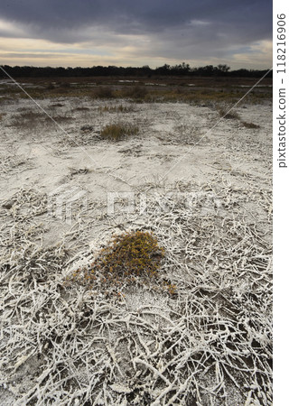 Saltpeter on the floor of a lagoon in a semi desert environment, La Pampa province, Patagonia, Argentina. 118216906