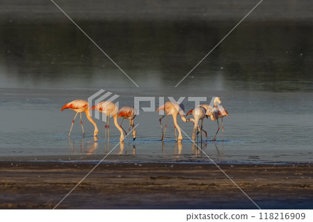 Flamingos rest in a salty lagoon, La Pampa Province,Patagonia, Argentina. 118216909
