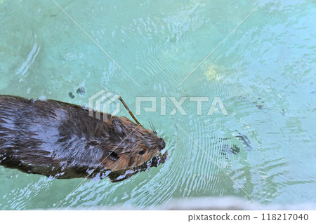 A cute baby American beaver swimming while holding a precious branch in its mouth - Hinotonton Zoo (Hamura City Zoological Park) 118217040