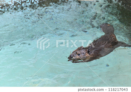 A cute baby American beaver swimming while holding a precious branch in its mouth - Hinotonton Zoo (Hamura City Zoological Park) 118217043