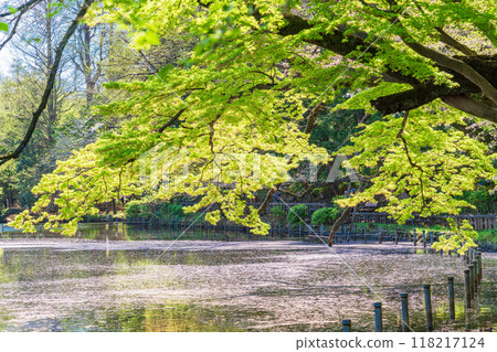 [Tokyo] Cherry blossoms at Inokashira Park: Flower rafts on the water 118217124