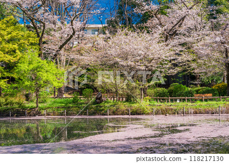 [Tokyo] Cherry blossoms at Inokashira Park: Flower rafts on the water 118217130