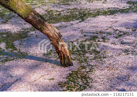 [Tokyo] Cherry blossoms at Inokashira Park: Flower rafts on the water 118217131