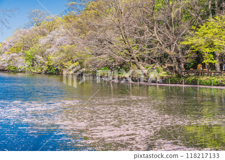 [Tokyo] Cherry blossoms at Inokashira Park: Flower rafts on the water 118217133