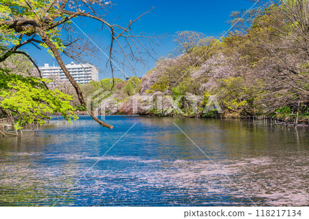 [東京]井之頭公園櫻花、水面花筏 118217134