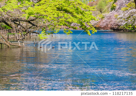 [Tokyo] Cherry blossoms at Inokashira Park: Flower rafts on the water 118217135