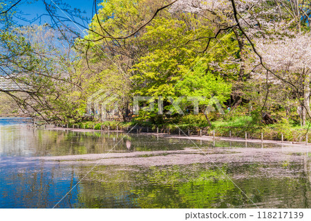 [東京]井之頭公園櫻花、水面花筏 118217139