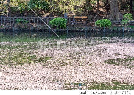 [Tokyo] Cherry blossoms at Inokashira Park: Flower rafts on the water 118217142