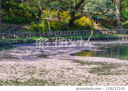 [Tokyo] Cherry blossoms at Inokashira Park: Flower rafts on the water 118217143