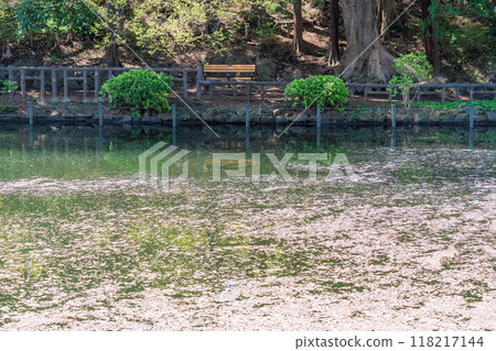 [東京]井之頭公園櫻花、水面花筏 118217144
