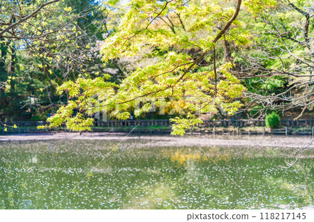 [東京]井之頭公園櫻花、水面花筏 118217145