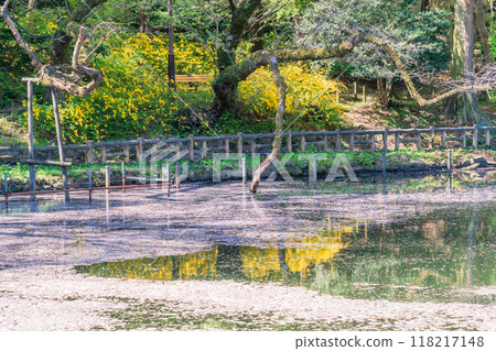 [東京]井之頭公園櫻花、水面花筏 118217148