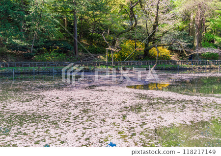 [Tokyo] Cherry blossoms at Inokashira Park: Flower rafts on the water 118217149