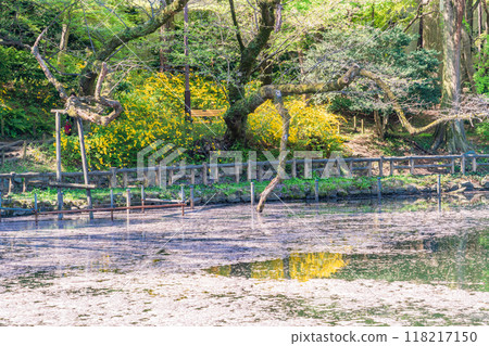 [Tokyo] Cherry blossoms at Inokashira Park: Flower rafts on the water 118217150