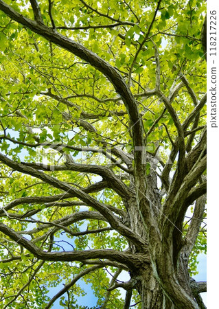 A large ginkgo tree shining against the blue sky seen from below 118217226