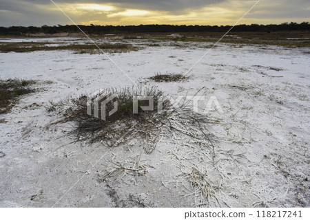 Salty soil in a semi desert environment, La Pampa province, Patagonia, Argentina. 118217241