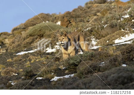 Puma walking in mountain environment, Torres del Paine National Park, Patagonia, Chile. Puma walking in mountain environment, Torres del Paine National Park, Patagonia, Chile. 118217258