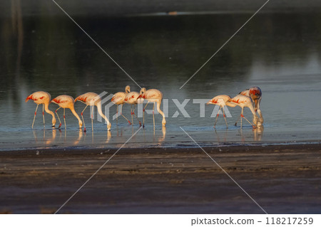 Flamingos rest in a salty lagoon, La Pampa Province,Patagonia, Argentina. Flamingos rest in a salty lagoon, La Pampa Province,Patagonia, Argentina. 118217259