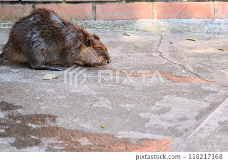 Cute baby American beaver at Hinotonton Zoo (Hamura City Zoological Park) Cute baby American beaver at Hinotonton Zoo (Hamura City Zoological Park) 118217368
