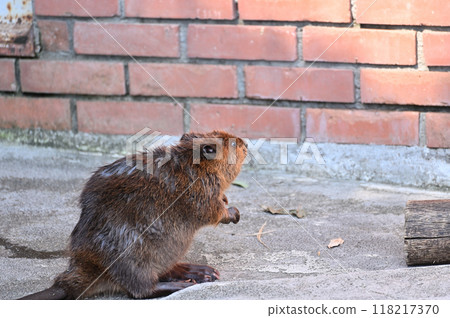 Cute baby American beaver at Hinotonton Zoo (Hamura City Zoological Park) 118217370