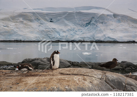 Gentoo Penguin, Pygoscelis papua, Antartica. 118217381