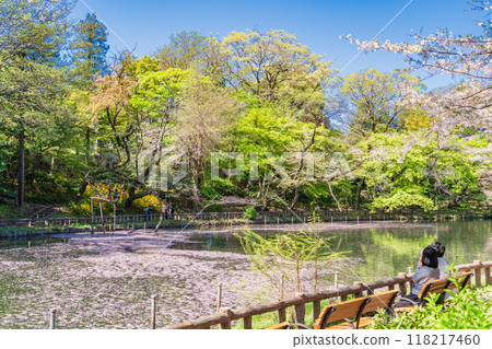 [Tokyo] Inokashira Park: People watching the falling cherry blossoms and flower rafts 118217460