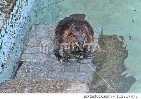 A cute baby American beaver holding a precious branch in its mouth - Hinotonton Zoo (Hamura City Zoological Park) 118217475