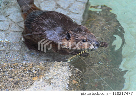 A cute baby American beaver holding a precious branch in its mouth - Hinotonton Zoo (Hamura City Zoological Park) 118217477