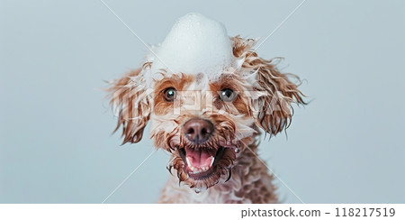 Wet Dog taking bath, shower In bathtub. Funny washing Maltipoo with shampoo foam on its head sits in the bathroom. Woman shampooing a beige white Doggy in grooming salon. Pet hygiene. Bathing Puppy 118217519