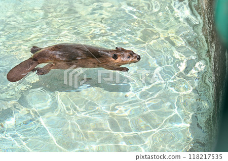 A cute baby American beaver swimming happily at Hinotonton Zoo (Hamura City Zoological Park) 118217535