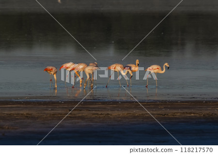 Flamingos rest in a salty lagoon, La Pampa Province,Patagonia, Argentina. 118217570