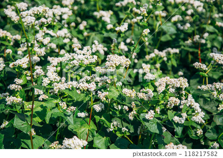 Close up of flowers of buckwheat. Blooming buckwheat field Close up of flowers of buckwheat. Blooming buckwheat field 118217582