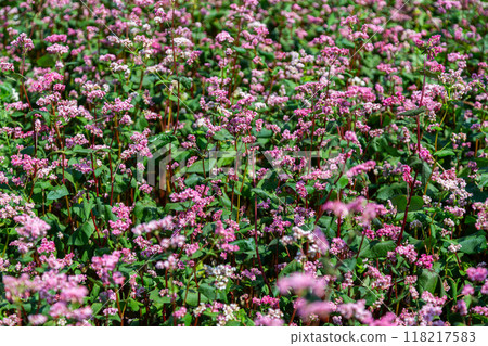Red buckwheat flowers on the field. Blooming buckwheat. Buckwheat field on a summer sunny day.  Red buckwheat flowers on the field. Blooming buckwheat. Buckwheat field on a summer sunny day.  118217583