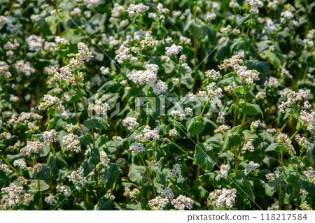 Close up of flowers of buckwheat. Blooming buckwheat field Close up of flowers of buckwheat. Blooming buckwheat field 118217584