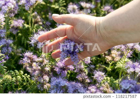 Phacelia flower in a woman's hand 118217587