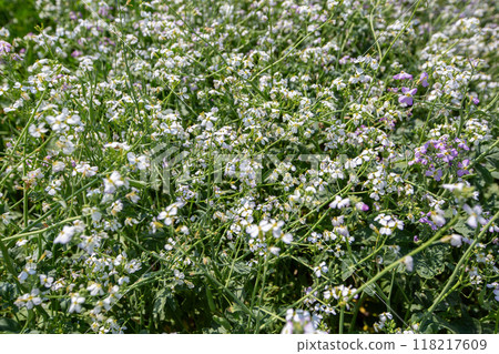 oilseed radish grows in the field oilseed radish grows in the field 118217609