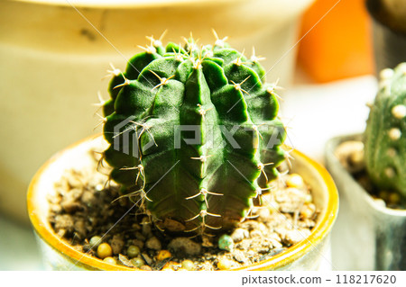 The image of beautiful cactus in pot The image of beautiful cactus in pot 118217620