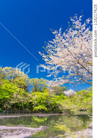 [Tokyo] Inokashira Park: Cherry blossoms in full bloom and flower rafts on the water 118217628