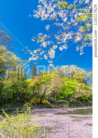 [Tokyo] Inokashira Park: Cherry blossoms in full bloom and flower rafts on the water 118217629