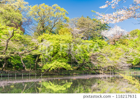 [Tokyo] Inokashira Park: Cherry blossoms in full bloom and flower rafts on the water 118217631