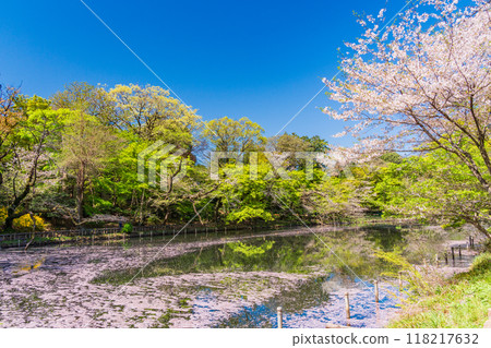 [Tokyo] Inokashira Park: Cherry blossoms in full bloom and flower rafts on the water 118217632