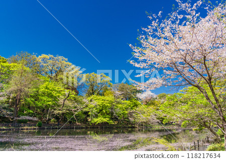 [Tokyo] Inokashira Park: Cherry blossoms in full bloom and flower rafts on the water 118217634