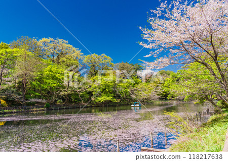 [Tokyo] Inokashira Park: Cherry blossoms in full bloom and flower rafts on the water 118217638
