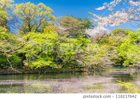 [Tokyo] Inokashira Park: Cherry blossoms in full bloom and flower rafts on the water 118217642