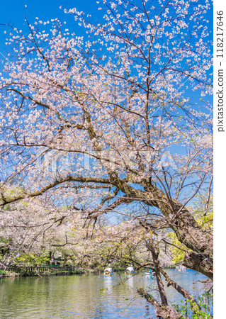 【東京】井之頭公園，櫻花盛開，水面花排 118217646