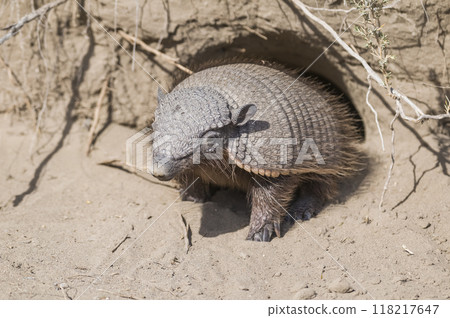 Hairy Armadillo, in desert environment, Peninsula Valdes Hairy Armadillo, in desert environment, Peninsula Valdes 118217647